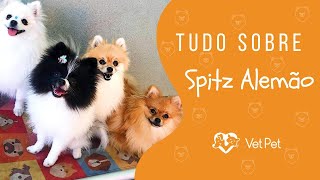 Tudo sobre Spitz Alemão!