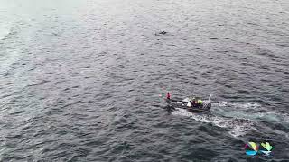 Orcas in Skjervøy, Norway