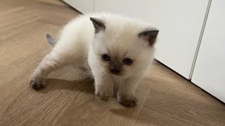 Kittens learning to walk 😻 Compilation