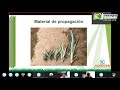 manejo de nutrición del cultivo de piña