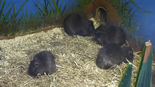 【動物】パンパステンジクネズミ（埼玉県こども動物自然公園）