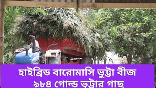 হাইব্রিড বারোমাসি ভুট্টা বীজ ৯৮৪ গোল্ড এর গাছ|| #LtvHD