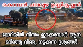 ലോറിയിൽ നിന്നും ഇറക്കുമ്പോൾ ആന വീണു Elephant fell down from lorry | chamapuzha unnikrishnan elephant