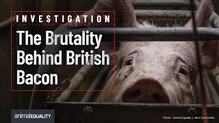 Behind the Doors of Cross Farm: Tesco Supplier Exposed for Pig Cruelty in UK