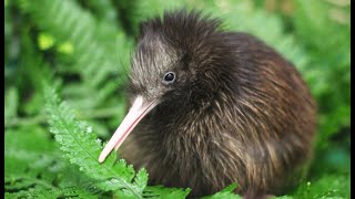 Explore Pūkaha National Wildlife Centre in Wairarapa