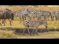 4k african wildlife ol pejeta conservancy kenya scenic wildlife film with african music