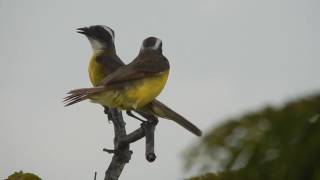 Great Kiskadee song - Akumal - 6/16/2016