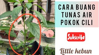 Buang Tunas Air Pokok Cili untuk Kesuburan Pokok dan Berbuah Lebat- Little kebun