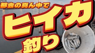 【福岡市・ヒイカ釣り】都会の真ん中でヒイカ釣り