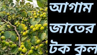 আগাম জাতের টক কুল/বরই( Early  Jujube) - শীতে পাকে-অত্যন্ত লাভজনক- টক কুলের নতুন জাতNewVariety Jujube