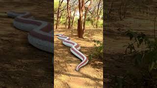 Anaconda Snake Attack 3 P6 #shorts #snake #python #snakes #nagin #anaconda #bigsnake #anacondasnake
