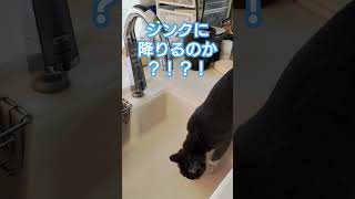 自動水栓の罠にハマるのか？　#cat #ハチワレ #猫のいる暮らし #ねこ