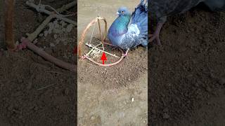 Pigeon trap | amazing bird trap | best bird trap | pura video | part 2 #shorts #youtubeshorts