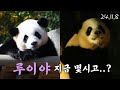 (24.11.8)루이야 지금 몇시고..? #루이바오 #아이바오 #판다 #panda #판다월드