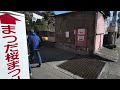 japan mt. fuji u0026 early cherry blossoms the best spot near tokyo 4k hdr binaural