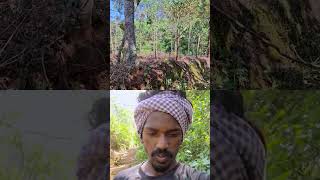 தோட்டத்தில் வேலி வேலை பாக்குறோம் #shorts #trending #viralvideo #organic form Micro food lifestyle