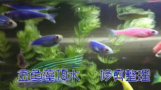 仙子缸 水草修剪整理  魚缸除舊佈新今天來剪輯分享  祝福好友們新年快樂！