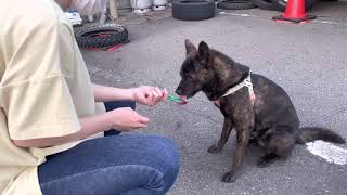 甲斐犬・サラ・ちゅーるでおやつタイム 日本打猎甲斐犬小狗狗萨拉吃零食　Japanese hunting dog SARAH eats snaks.