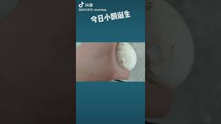 孵化鹅蛋第31天