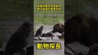 雄獅和鱷魚爭搶獵物，水中霸主霸氣發威，獅子被逼的連連倒退#動物世界 #獅子 #鱷魚