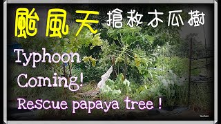 颱風天,搶救木瓜樹,Typhoon is coming,Rescue papaya tree!