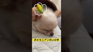 いびきをかくポメラニアン#いぬのいる生活 #pomeranian #癒し #柴犬カット #shorts #dog