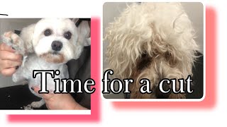 Dog grooming | summer cut for a maltese x