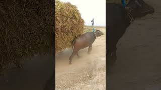 Baffelo hard working. Mustard and riding on buffalo carts. #shortvideo #baffalo #shorts