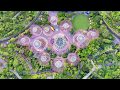 #LCICon2020 Singapore: Gardens by the Bay