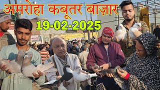 Amroha kabootar market 🕊️19-02-2025. अमरोहा कबूतर बाज़ार। Gola kabootar market