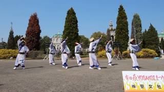 嘉人恋 さん　2017　有田 焱YOSAKOIまつり