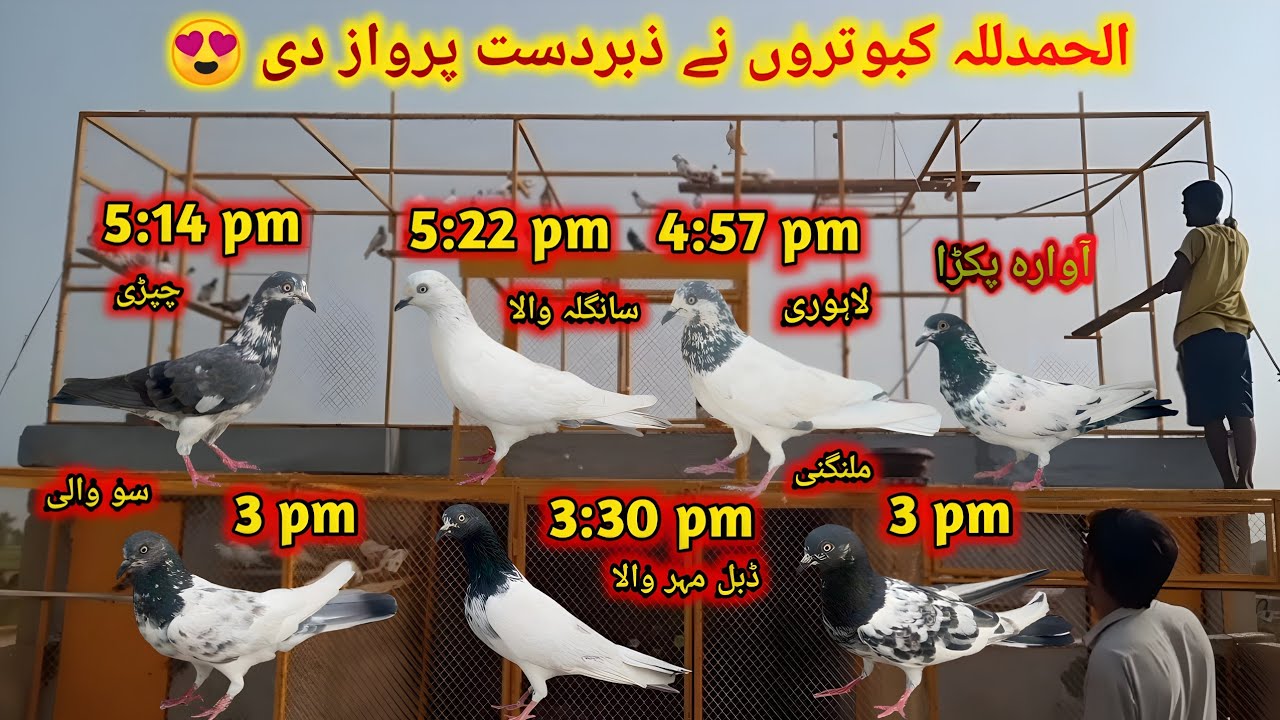 Aaj Kabootaron Ne Bohat Achhi Parwaz Di рџґ 3 Nai Baith Sakay
