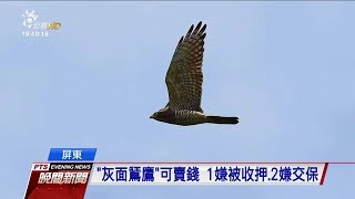 屏東查獲盜獵灰面鵟鷹 20171023 公視晚間新聞