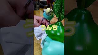 インコちゃんのうんちの話　The story of the parakeet's poop