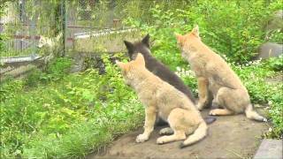 2011年7月4日　旭山動物園　シンリンオオカミ１