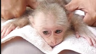 #Cute Cubin baby monkey #bathe and brush his teeth, lie down and relax while Bo massages him#funny