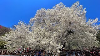 台灣機車旅遊-觀霧山莊賞櫻