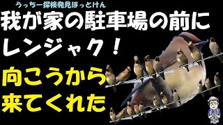 なんじゃ？これ！！我が家の前にレンジャクの群れ、うっちー探検発見ほっとけん、内山裕之、西宮 .  野鳥観察