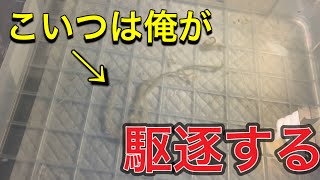 【サルバトールモニター】寄生虫がいるトカゲのケージの消毒と薬の与え方！