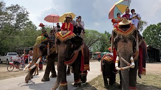 ประเพณีบวชนาคบนหลังช้าง บ้านขาม ตำบลไพรขลา อำเภอชุมพลบุรี จังหวัดสุรินทร์[รวมช้างงาใหญ่งายาว]