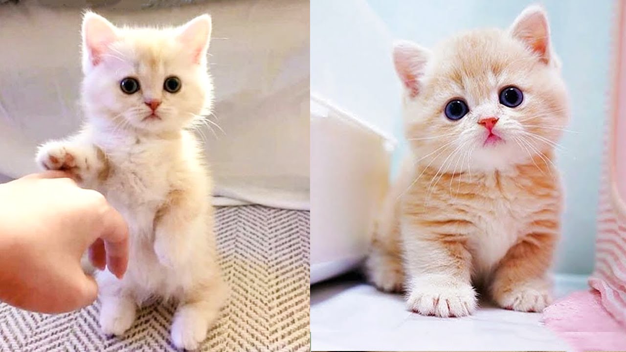 Cute Funny Cat Pictures