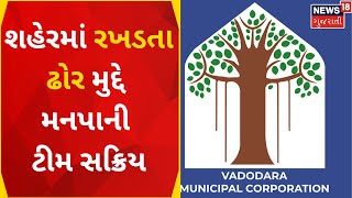 Vadodara News : શહેરમાં રખડતા ઢોર મુદ્દે મનપાની ટીમ સક્રિય | News In Gujarati | News18 Gujarati