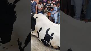 Eid UL Adha Qurbani OF Big Cow #karachi $#animals #viral #cow #k1tvurdu