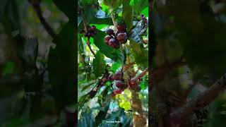 Coffee tree looks like ☕#coffee #nature #natural #idukki #kerala #spices #beauty