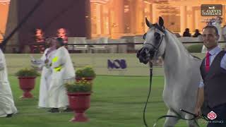 N 224 KH MAZIONH   The 13th Local Breed Championship for Arabian Horses 2024   Fillies 2 Years Old S