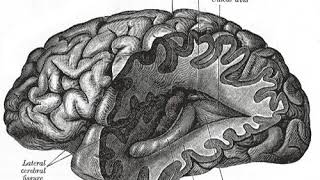 Neuroplasticity | Wikipedia audio article