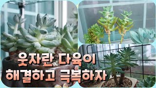 succulent plant. ,긴~~ 장마로 다육이들이 웃자라네요, 웃자람 다육이 해결하는  방법 ㅎㅎ 적심할 때 적절한 위치 알아보아요