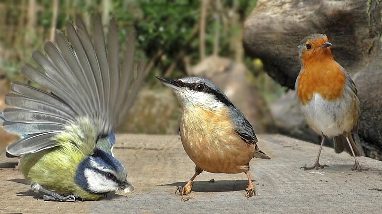 Bird Videos For Cats To Watch : Little Birds Filmed In Slow Motion ...