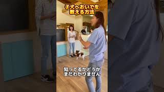 A子犬においでを教える方法！#ドッグトレーナー #イヌバーシティ #子犬育て #いぬのいるくらし #しつけ #子犬のしつけ #ドッグビヘイビアリスト #犬のいる暮らし