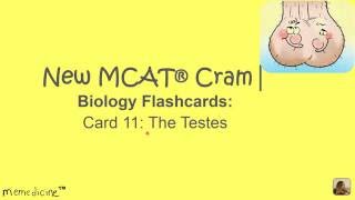 New MCAT ® Cram│ Biology Flashcards│ Card 11│ 3B│ The Male Gonads - The testes